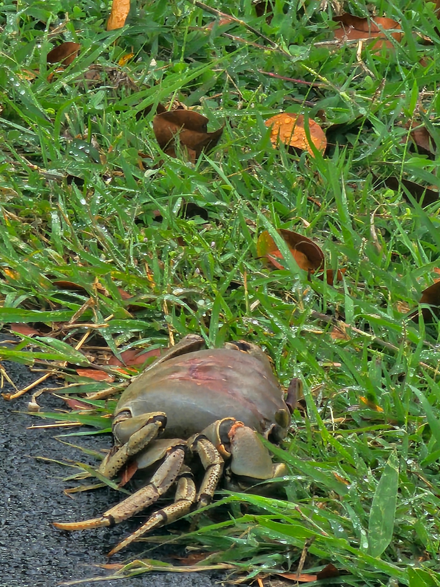 A large land crab sitting at the edge of wet grass after rain in Culebra