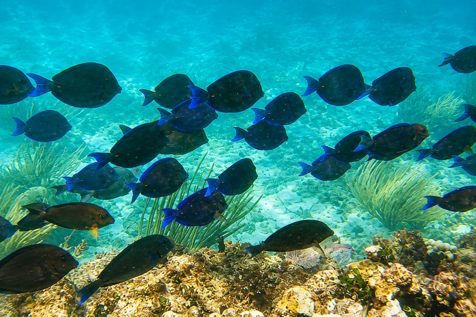 A school of blue tang fish swimming over coral and sea fans in the Culebra Marine Reserve