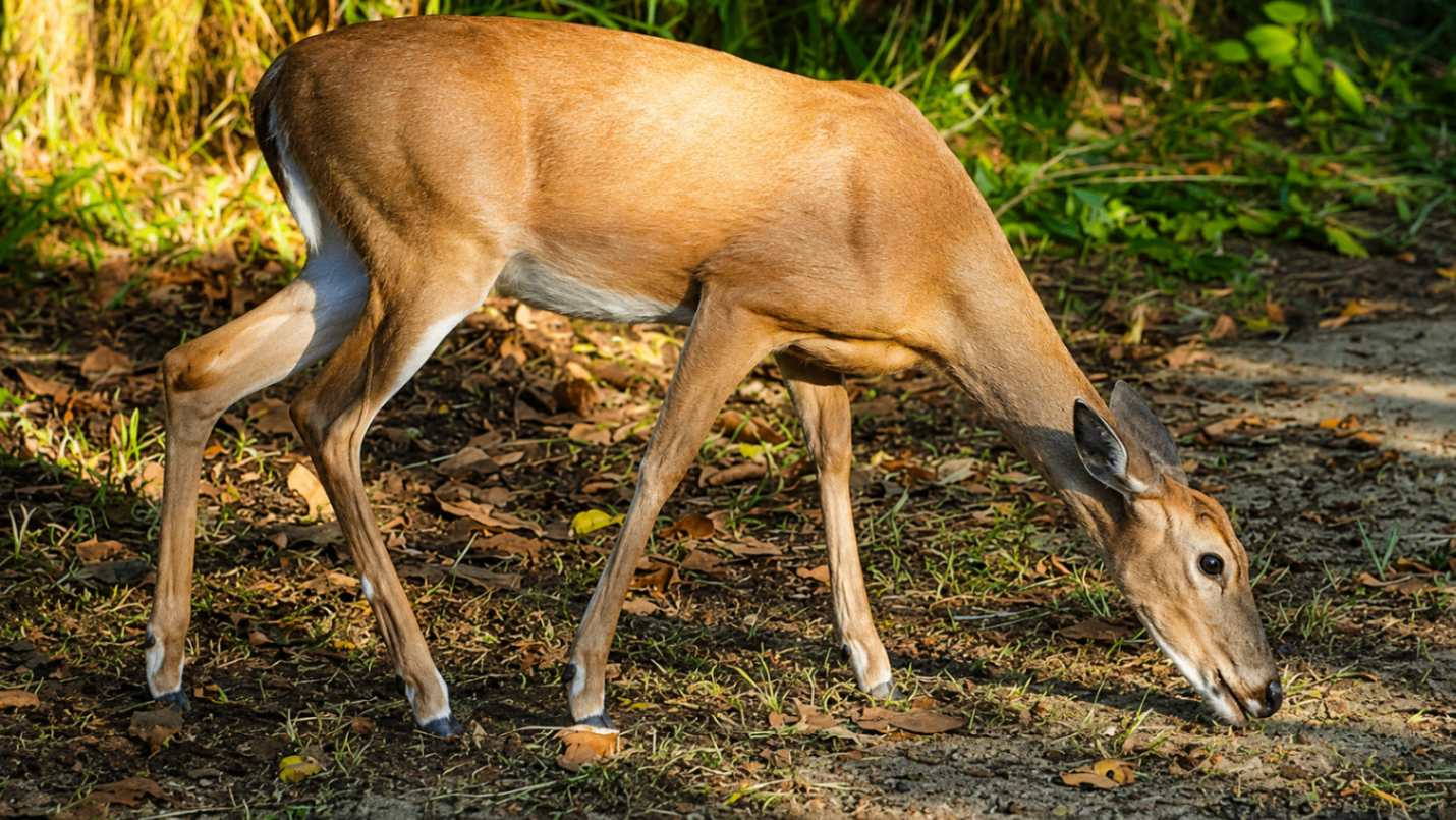 A white-tailed deer grazing peacefully in the underbrush on Culebra
