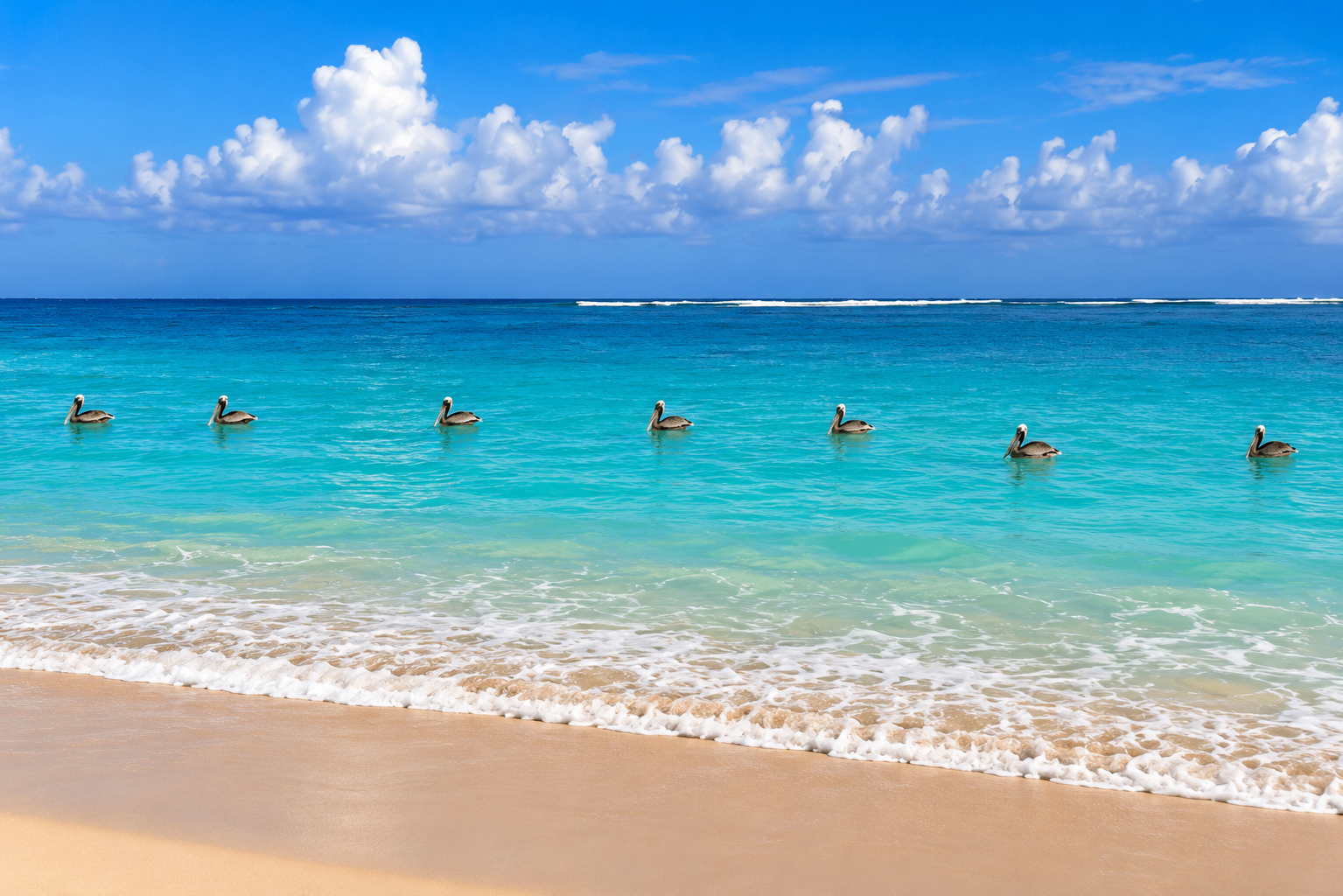 A line of brown pelicans floating on turquoise water along a sandy Culebra shore