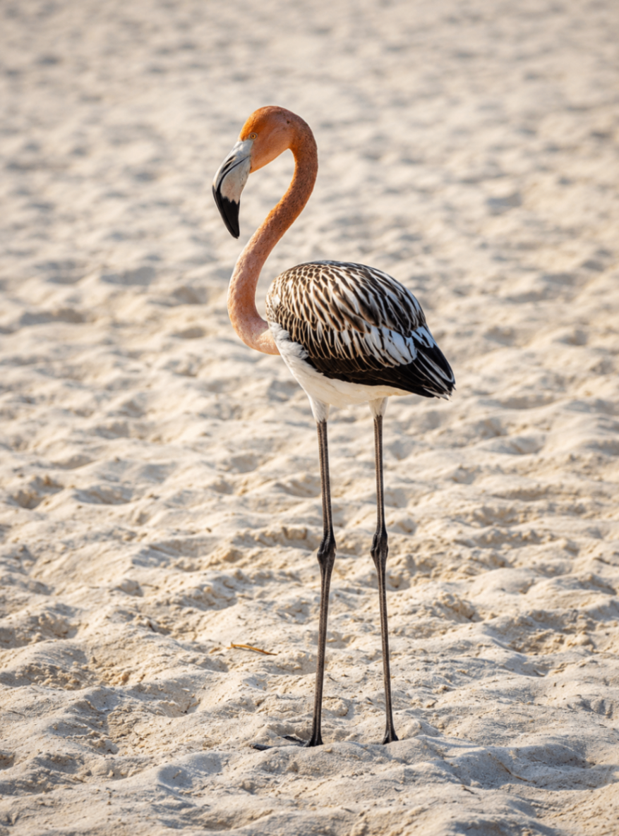 A single flamingo standing on the white sand of Playa Flamenco