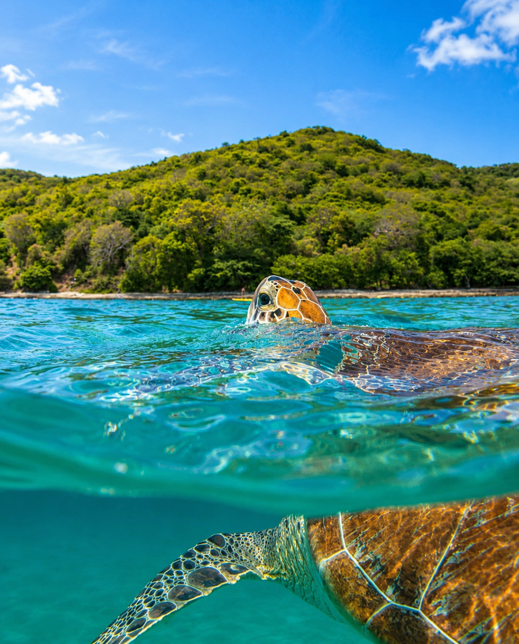 A green sea turtle surfacing near the shoreline in Culebra's turquoise waters