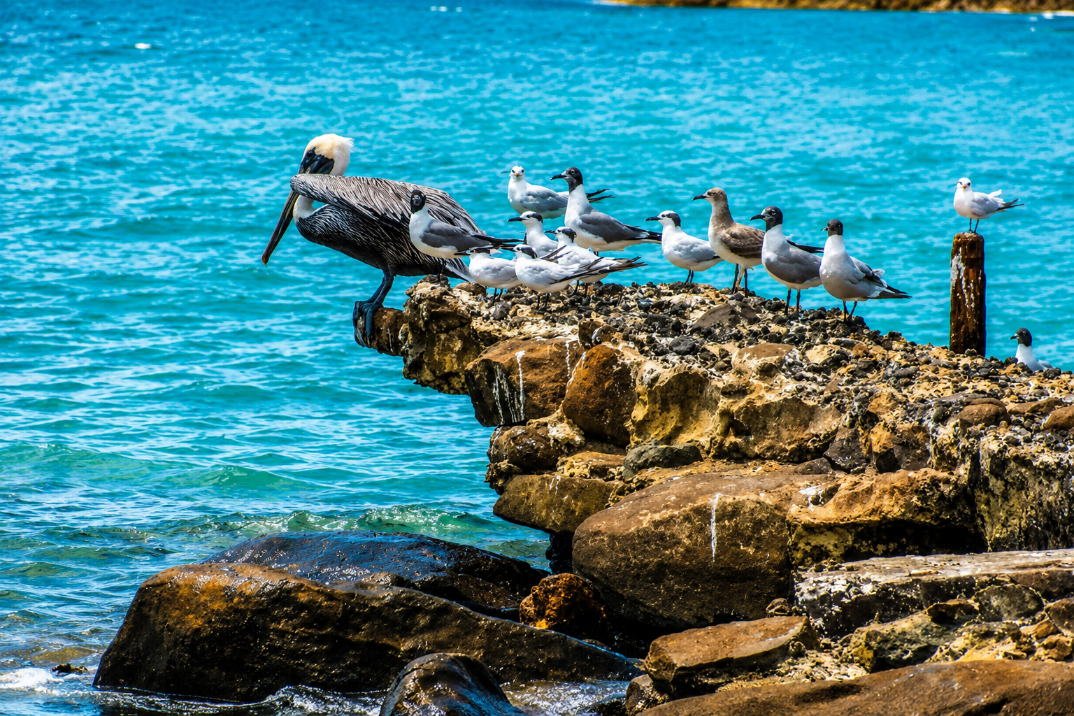 A brown pelican and gulls resting on the volcanic rocks at El Muellecito