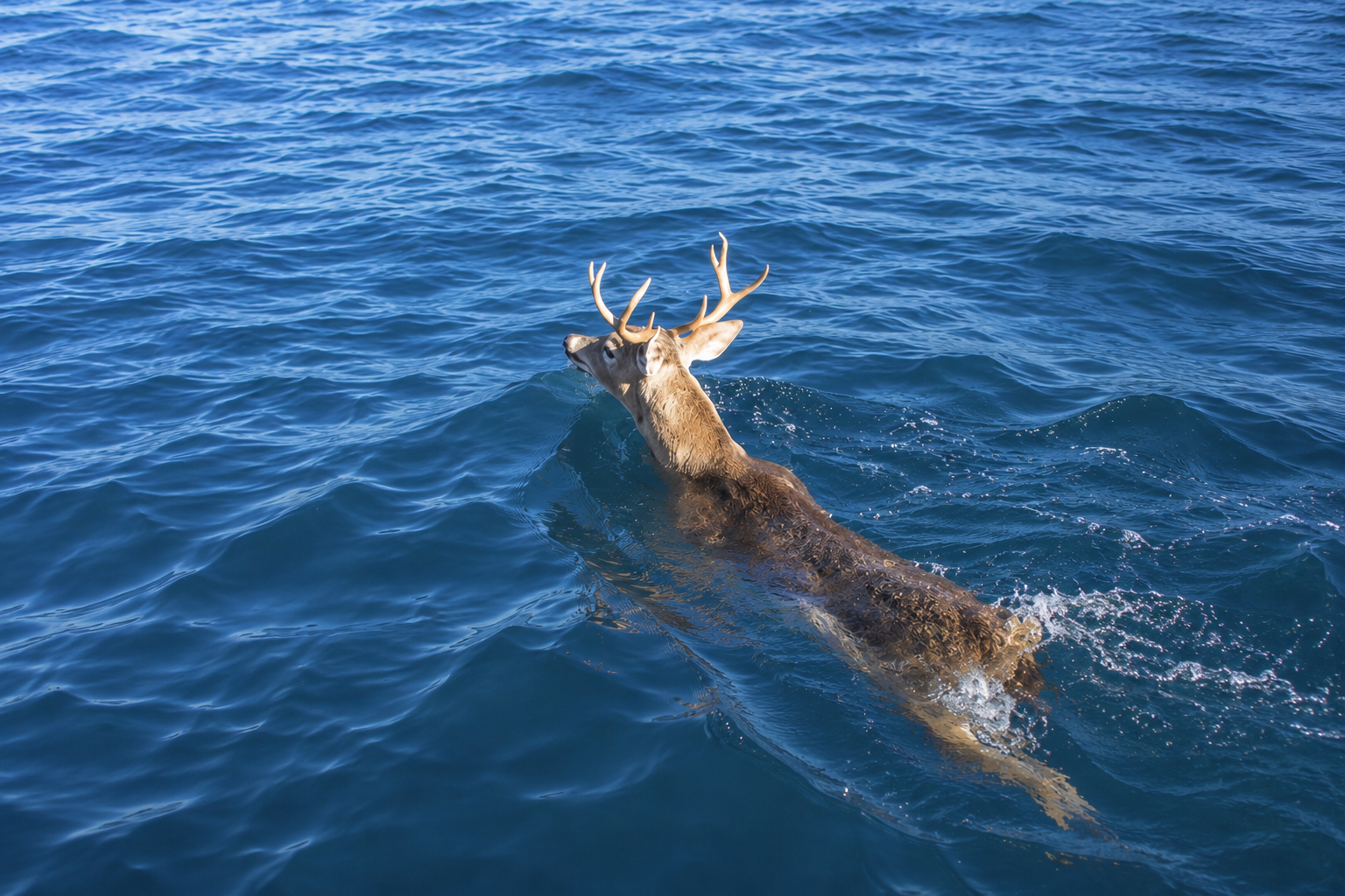 A Culebra deer swimming in the turquoise waters off Flamenco Beach