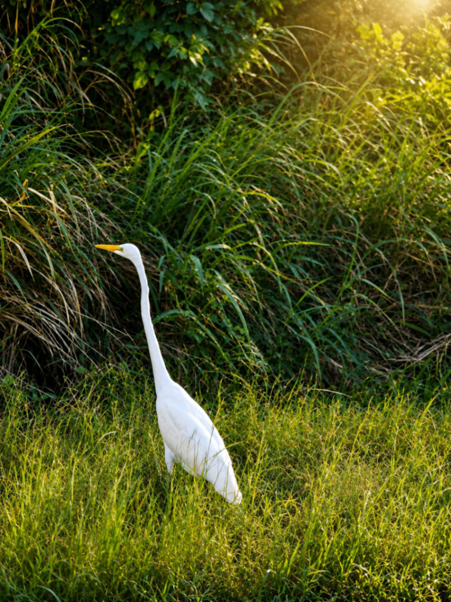 A great egret walking through tall green grass at golden hour