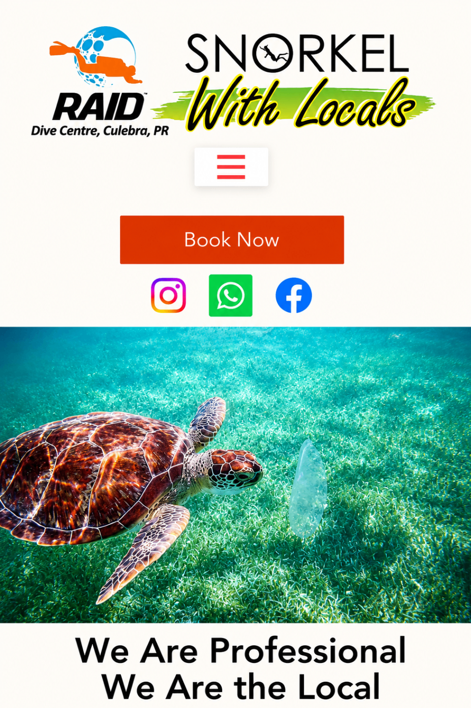 Snorkel With Locals — sea turtle gliding over seagrass in Culebra's clear waters