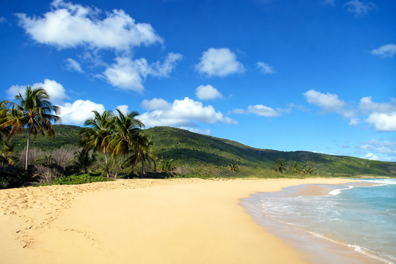 Palm trees framing the wide golden sand and turquoise shoreline of Brava Beach