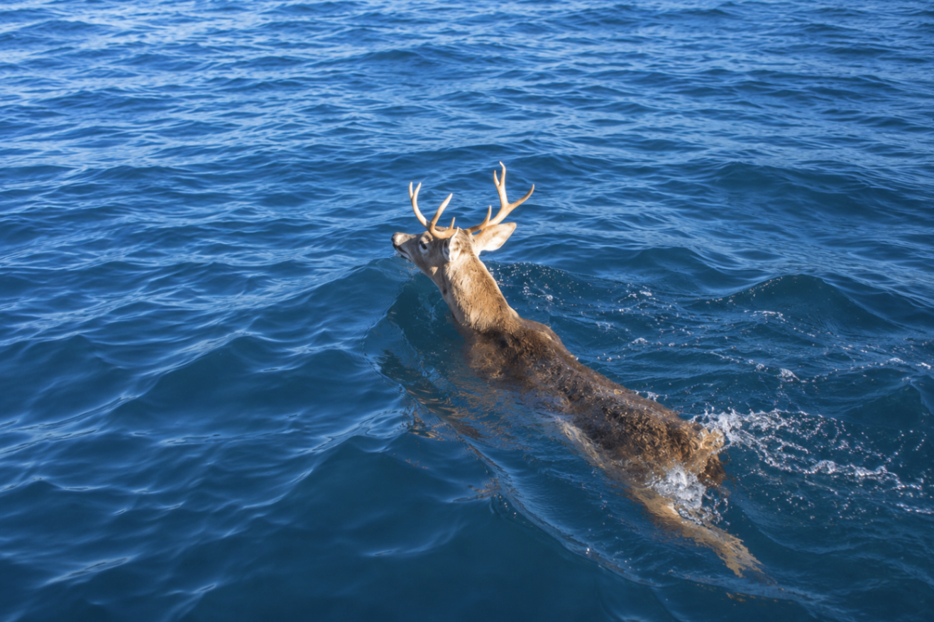 A white-tailed deer swimming across the deep blue Caribbean Sea near Culebra
