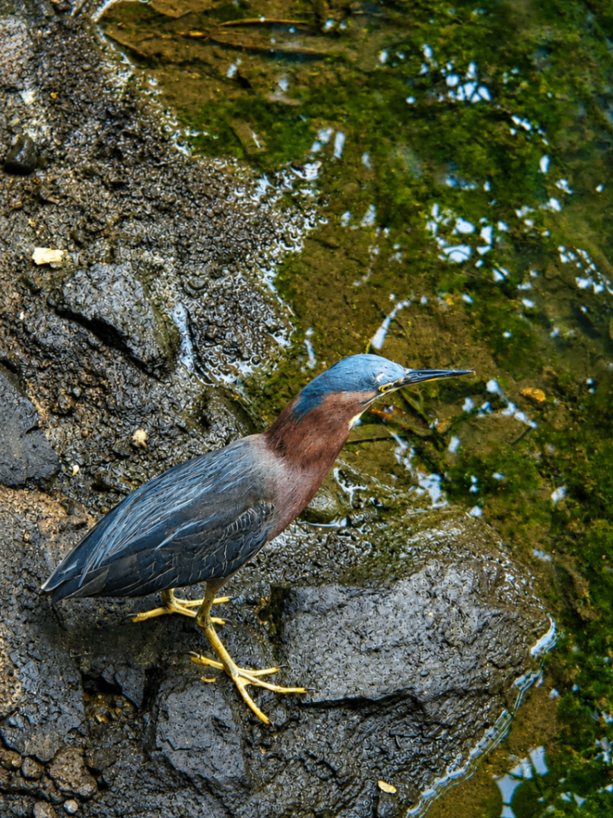 A green heron perched on wet volcanic rocks by a mangrove pool