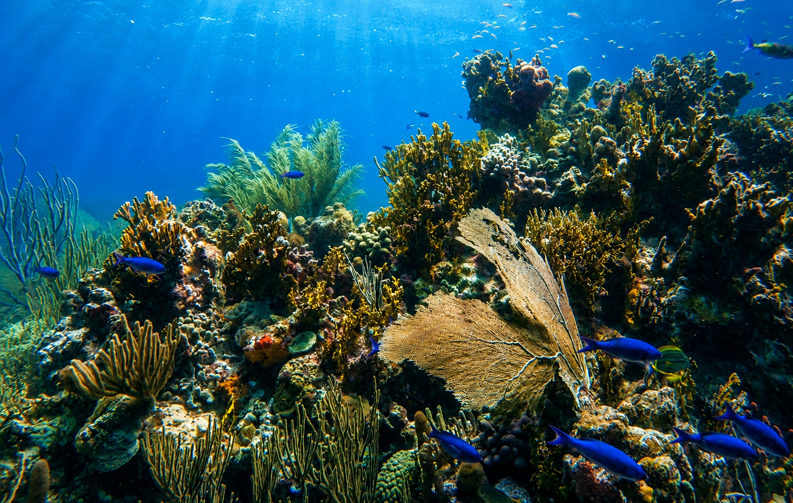A vibrant coral reef beneath sunlit Caribbean water with sea fans, soft corals, and small blue reef fish