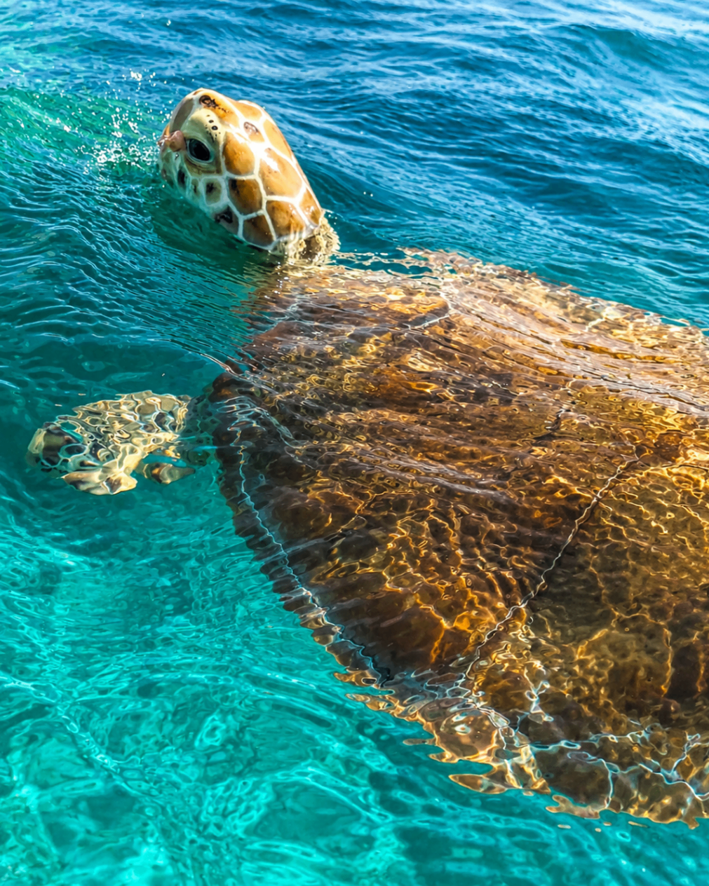 A sea turtle gliding just beneath the surface of clear turquoise water