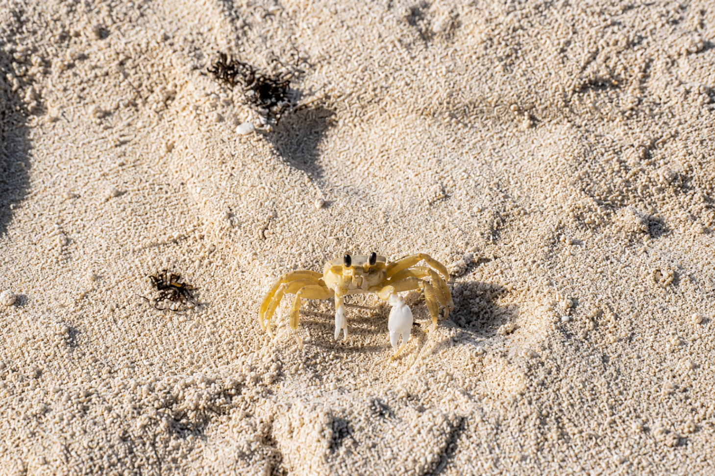 A small sand crab on the powdery white sand of Flamenco Beach