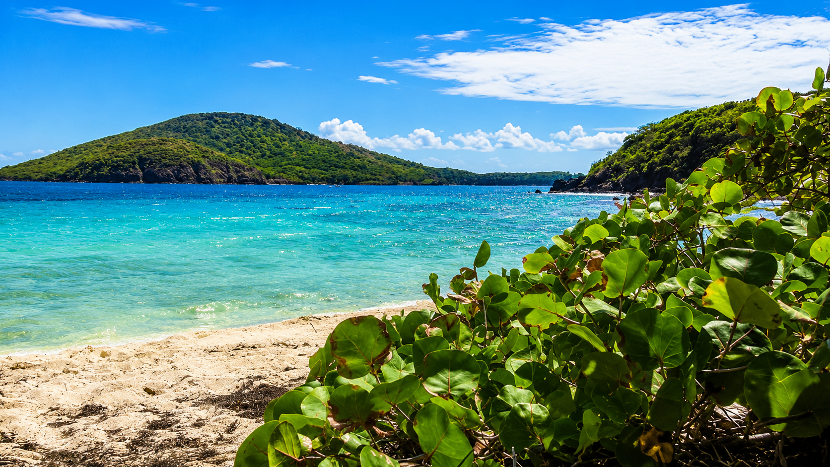 A quiet Carlos Rosario cove with blue Caribbean water, distant green hills, and lush sea grape leaves in the foreground